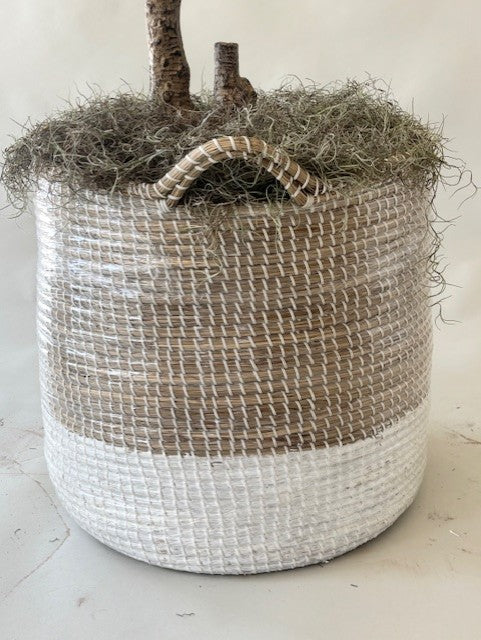 Grove Olive Tree -  8'