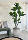 Load image into Gallery viewer, Studio Fiddle Leaf Fig - 6'
