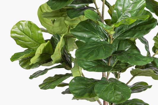 Studio Fiddle Leaf Fig 6' - Styled