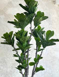 Load image into Gallery viewer, Studio Fiddle Leaf Fig - 6'
