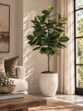 Load image into Gallery viewer, Studio Fiddle Leaf Fig 6' - Styled
