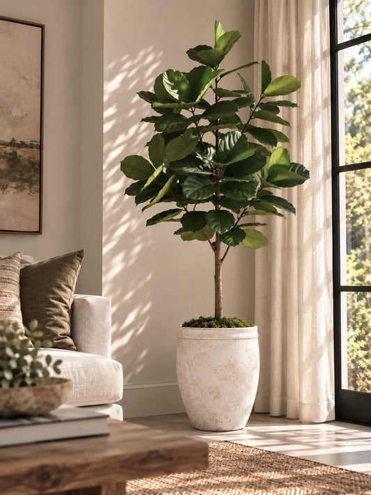 Studio Fiddle Leaf Fig 6' - Styled