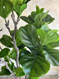 Load image into Gallery viewer, Studio Fiddle Leaf Fig - 6'
