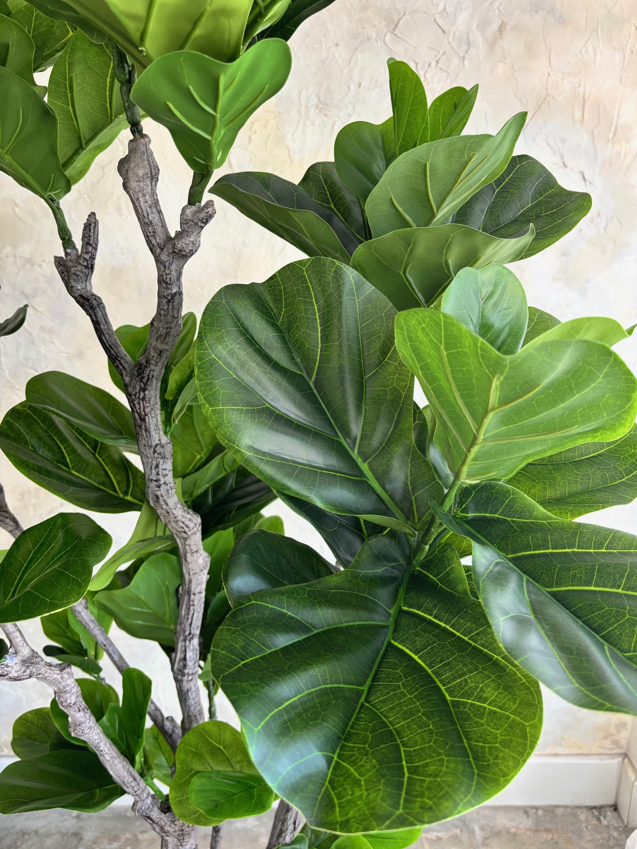 Studio Fiddle Leaf Fig - 6'