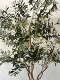 Load image into Gallery viewer, Grove Olive Tree -  8'
