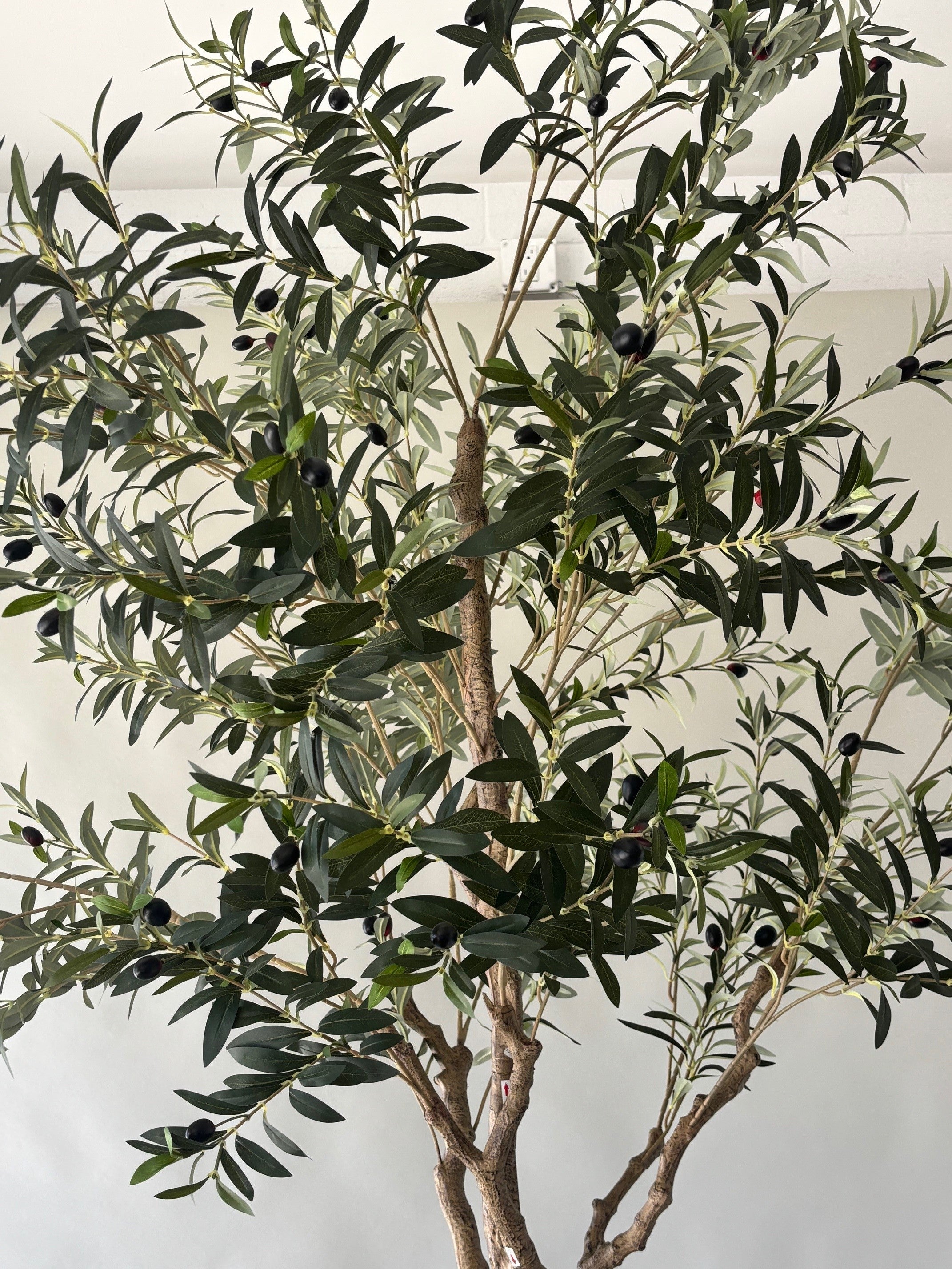 Grove Olive Tree -  8'