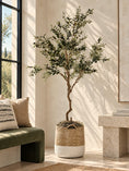 Load image into Gallery viewer, Grove Olive Tree 8' - Styled
