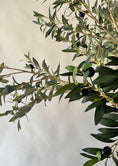 Load image into Gallery viewer, Grove Olive Tree -  8'
