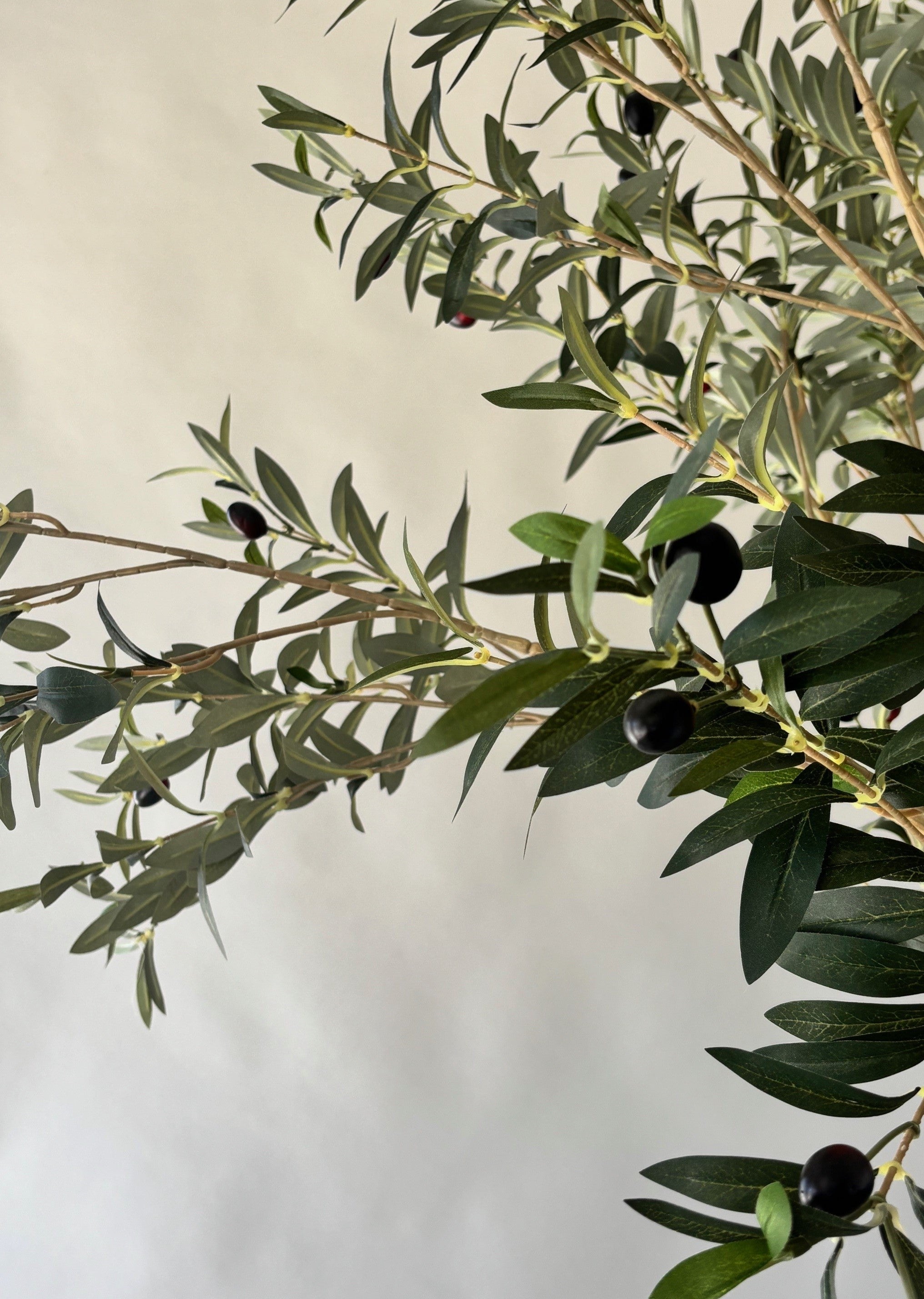 Grove Olive Tree -  8'