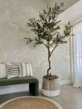 Load image into Gallery viewer, Grove Olive Tree -  8'
