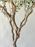 Load image into Gallery viewer, Grove Olive Tree -  8'
