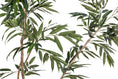 Load image into Gallery viewer, Studio Mulberry Tree 8' - Styled
