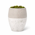 Load image into Gallery viewer, Studio Mulberry Tree 8' - Styled
