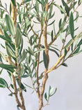 Load image into Gallery viewer, Mediterranean Olive Tree - 6'
