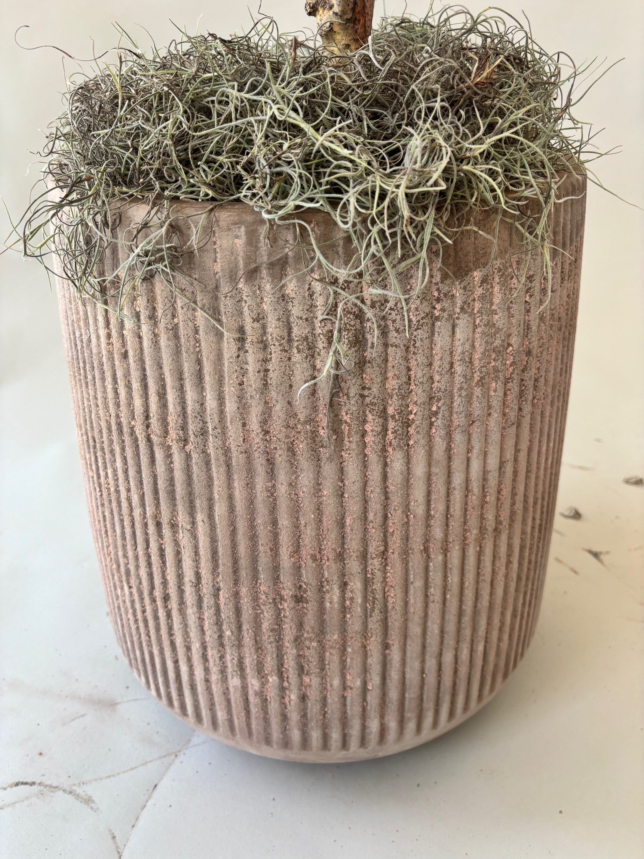 Mediterranean Olive Tree - 6'