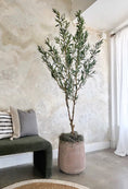 Load image into Gallery viewer, Mediterranean Olive Tree - 6'

