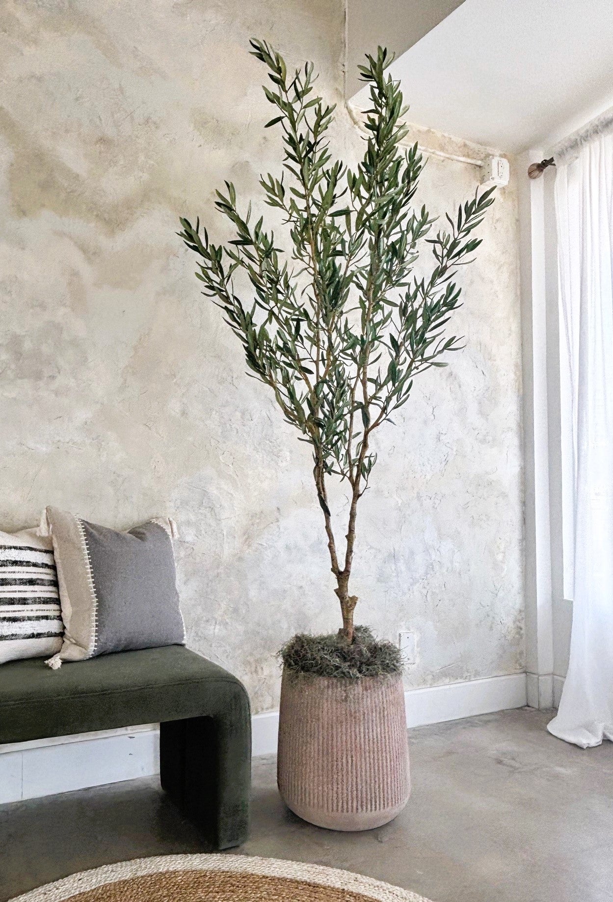 Mediterranean Olive Tree - 6'