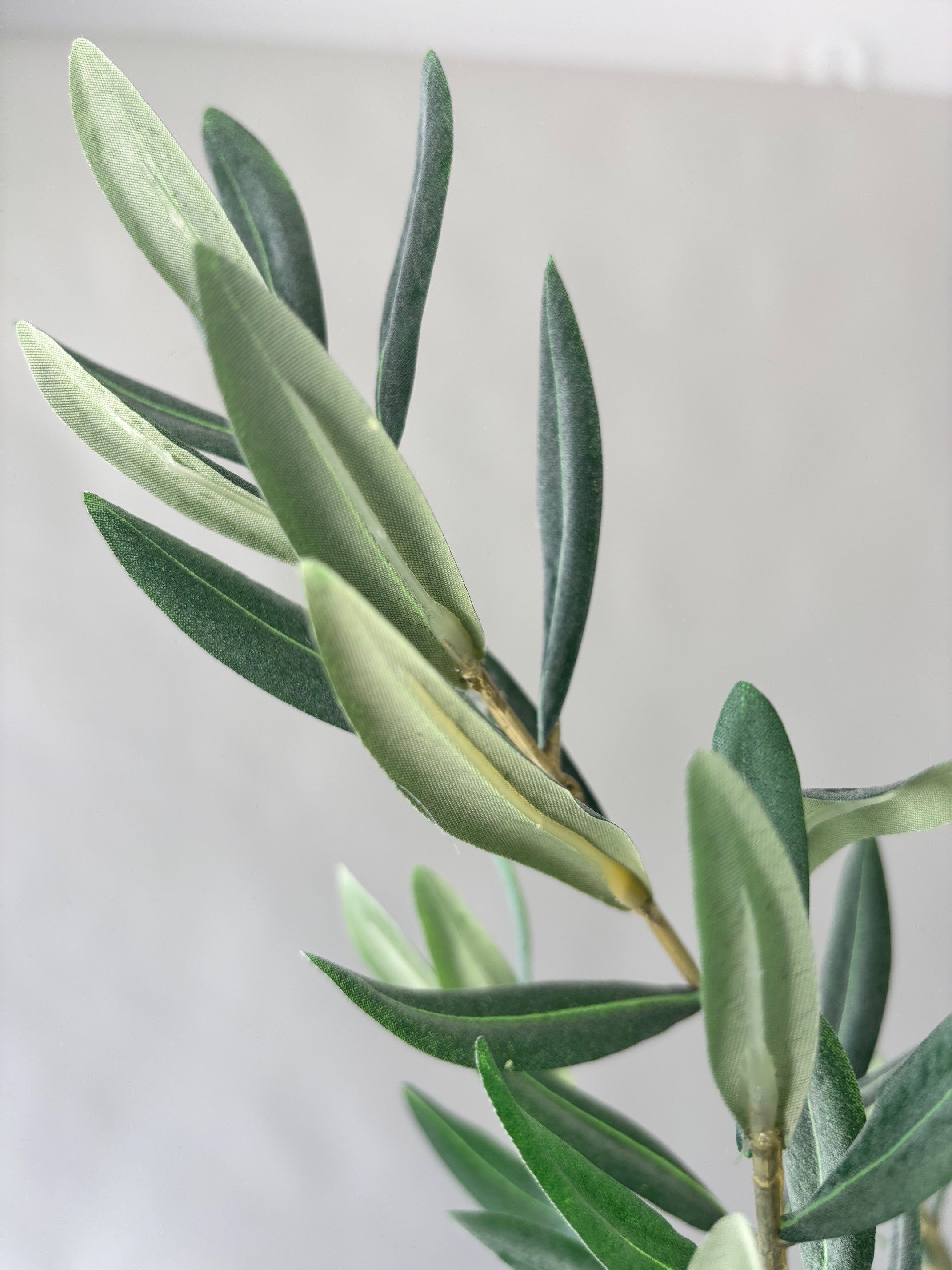 Mediterranean Olive Tree - 6'