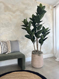 Load image into Gallery viewer, Studio Rubber Tree - 6'
