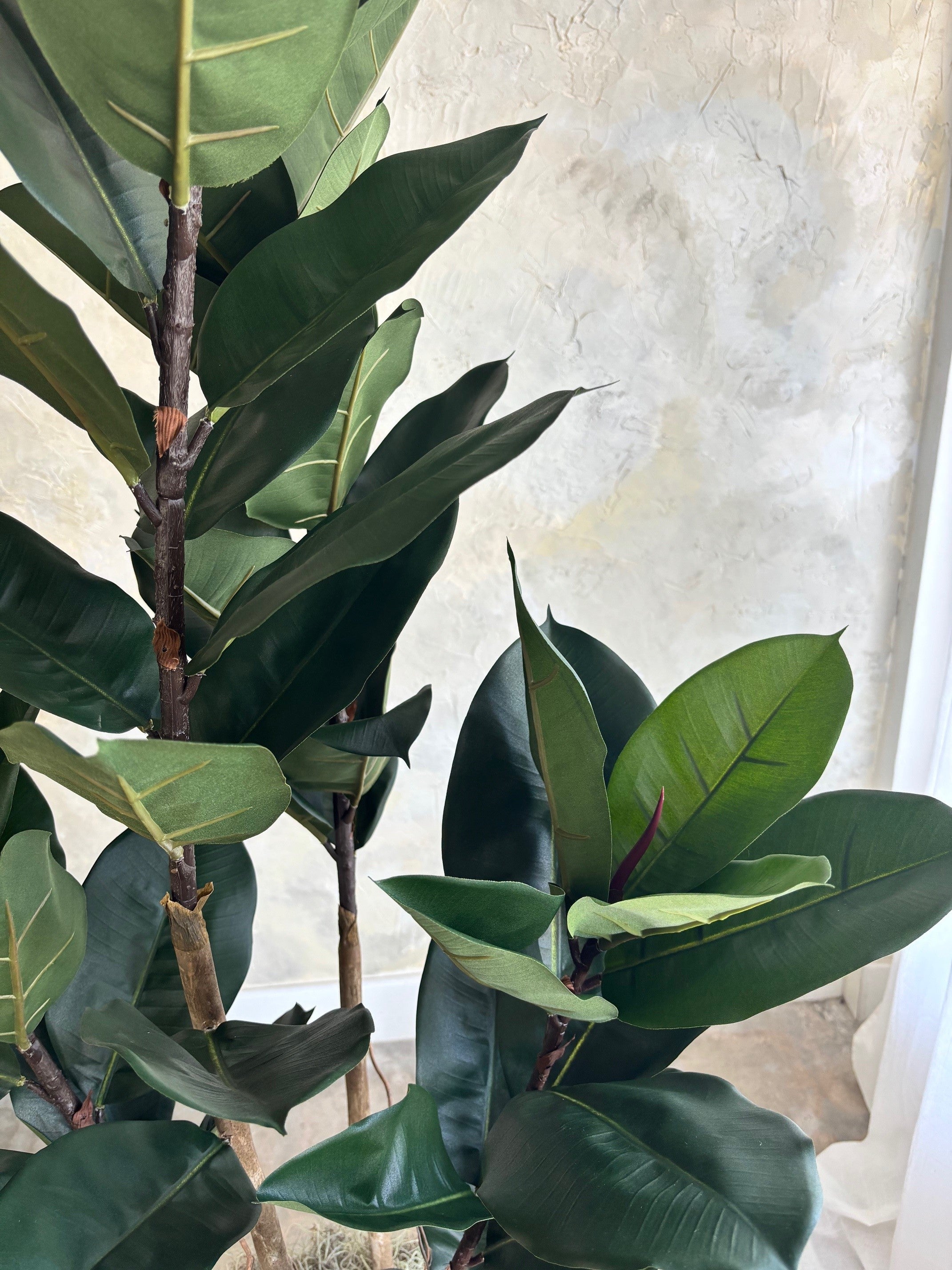 Studio Rubber Tree - 6'