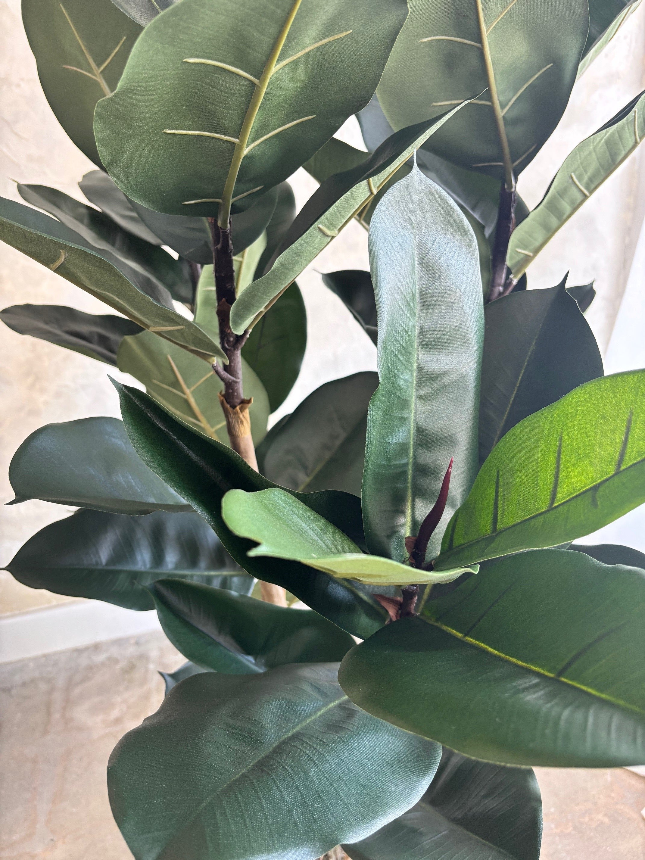 Studio Rubber Tree - 6'