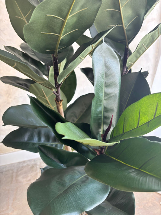 Studio Rubber Tree - 6'