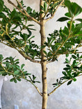 Load image into Gallery viewer, Canopy Olive Tree - 6'

