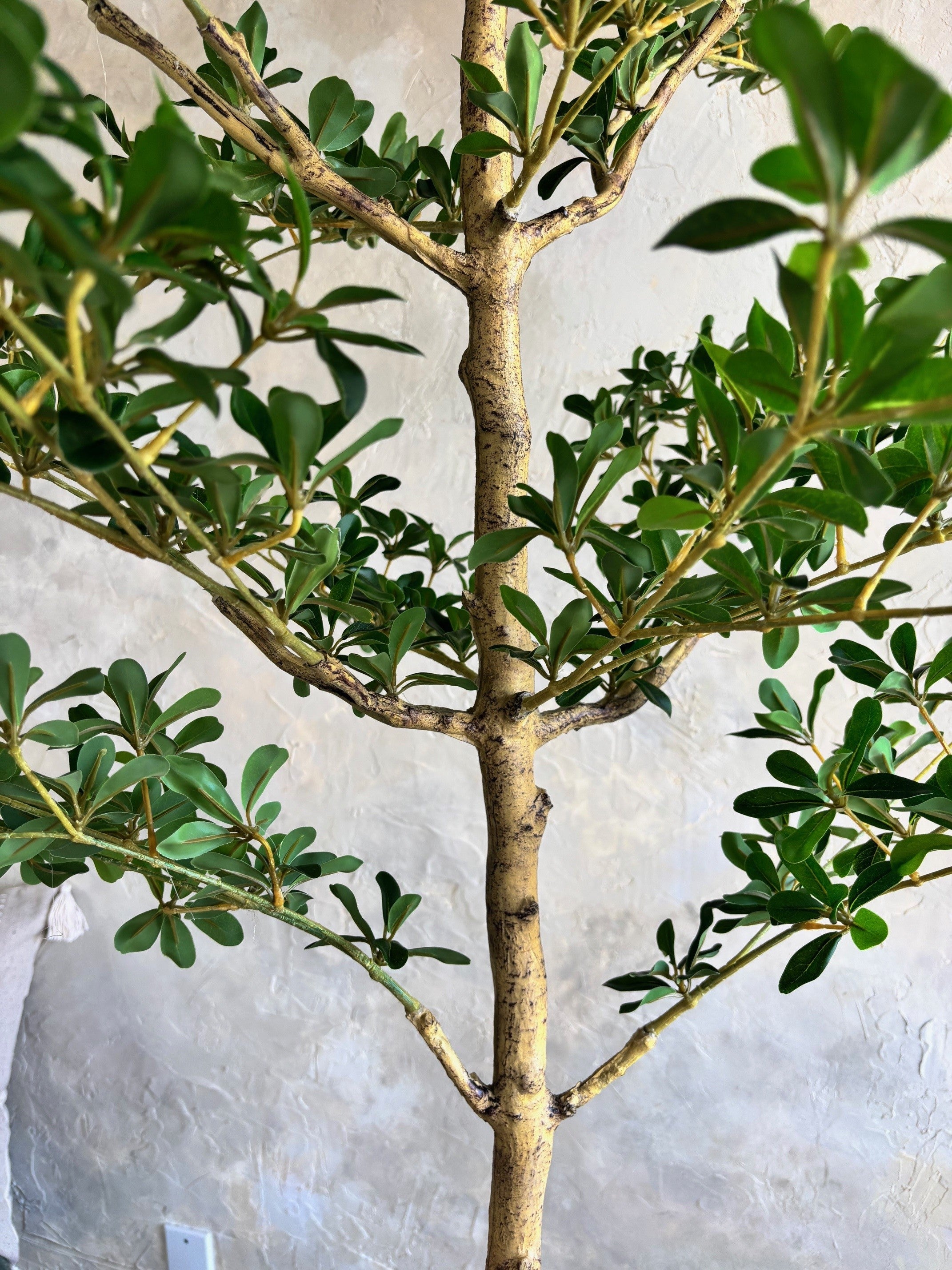 Canopy Olive Tree - 6'