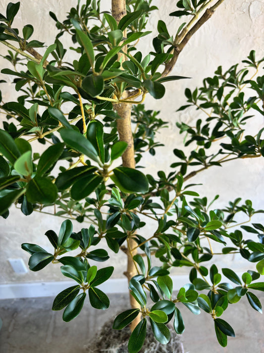 Canopy Olive Tree - 6'
