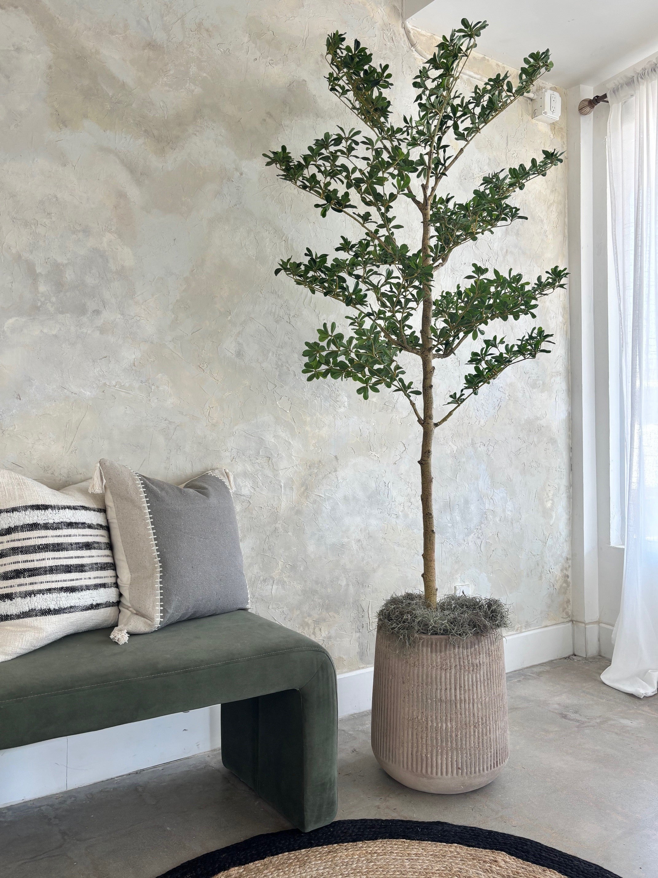 Canopy Olive Tree - 6'