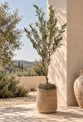 Load image into Gallery viewer, Mediterranean Olive Tree 6' - Styled
