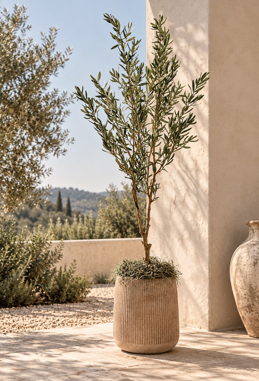 Mediterranean Olive Tree 6' - Styled